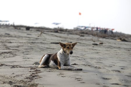 Dog Street Dog Beach Sand