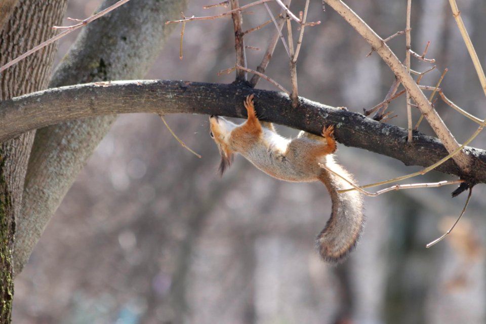 Fauna Branch Squirrel Wildlife