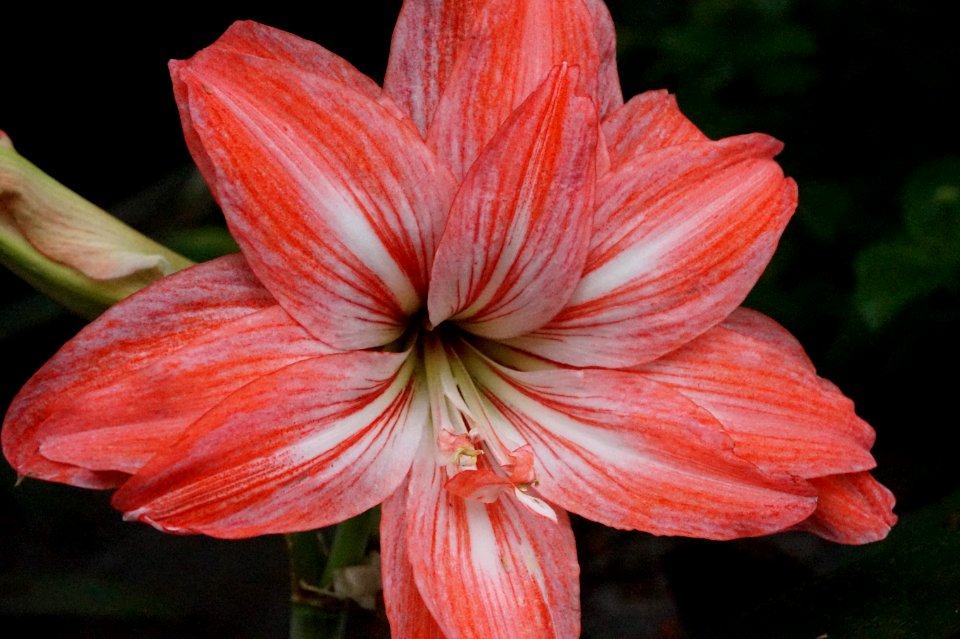 Flower Plant Flora Lily