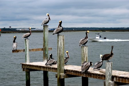 Bird Seabird Pelican Water photo