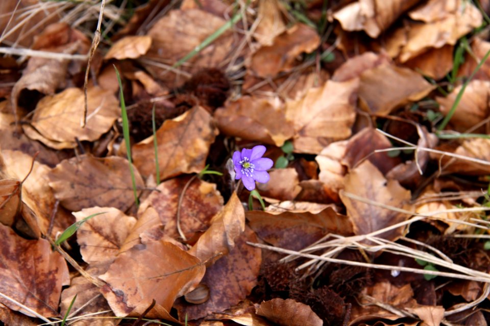 Leaf Flora Flower Plant