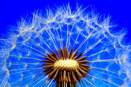 Blue Flower Nature Sky