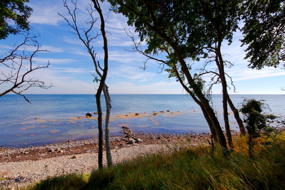 Tree Coast Shore Sky
