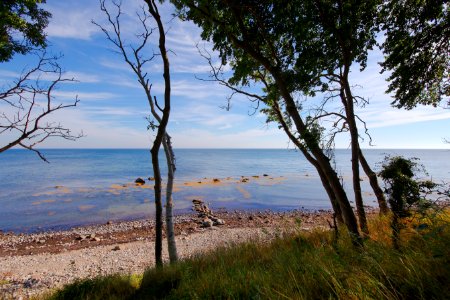 Tree Coast Shore Sky