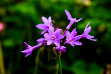 Flower Flora Plant Purple photo