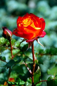 Flower Rose Rose Family Garden Roses
