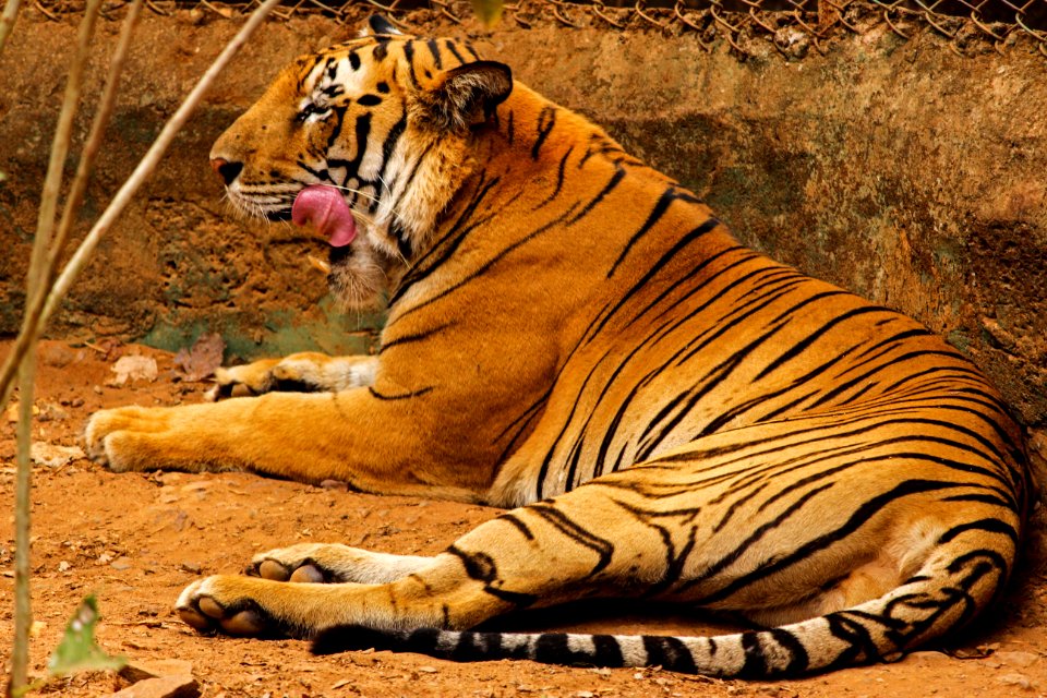 Tiger Wildlife Terrestrial Animal Mammal