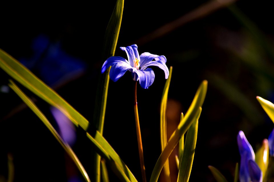 Flower Plant Flowering Plant Flora
