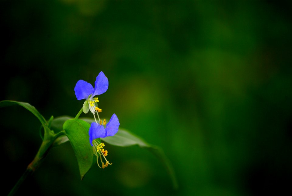 Flower Flora Plant Dayflower Family photo