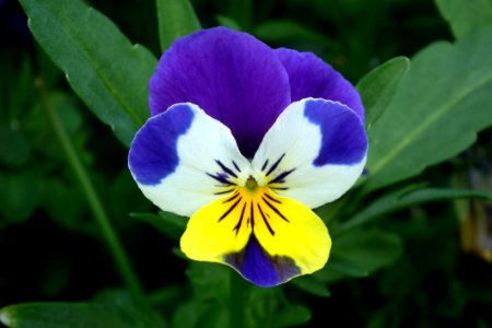 Flower Plant Flora Pansy