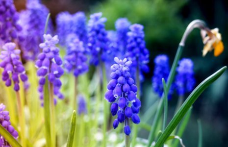 Blue Flower Purple Plant photo