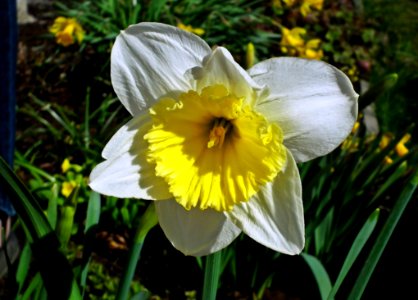 Flower Yellow Plant Flora photo