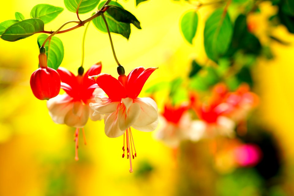 Flower Flora Red Yellow