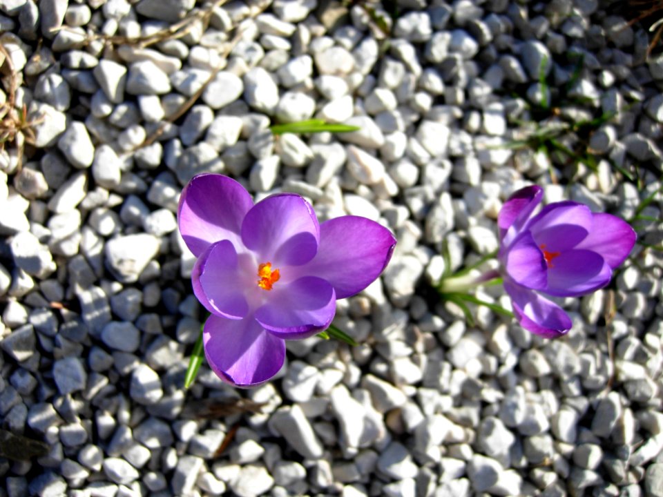 Flower Plant Crocus Purple