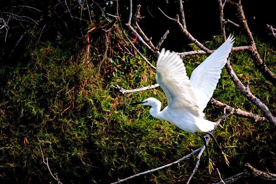 Bird Fauna Beak Egret