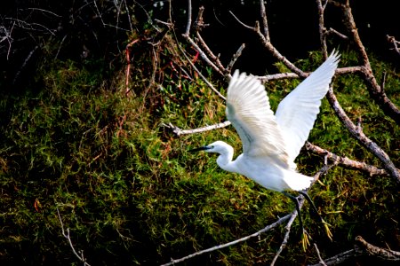 Bird Fauna Beak Egret