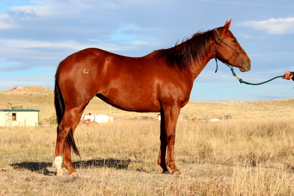 Horse Ecosystem Mare Mane