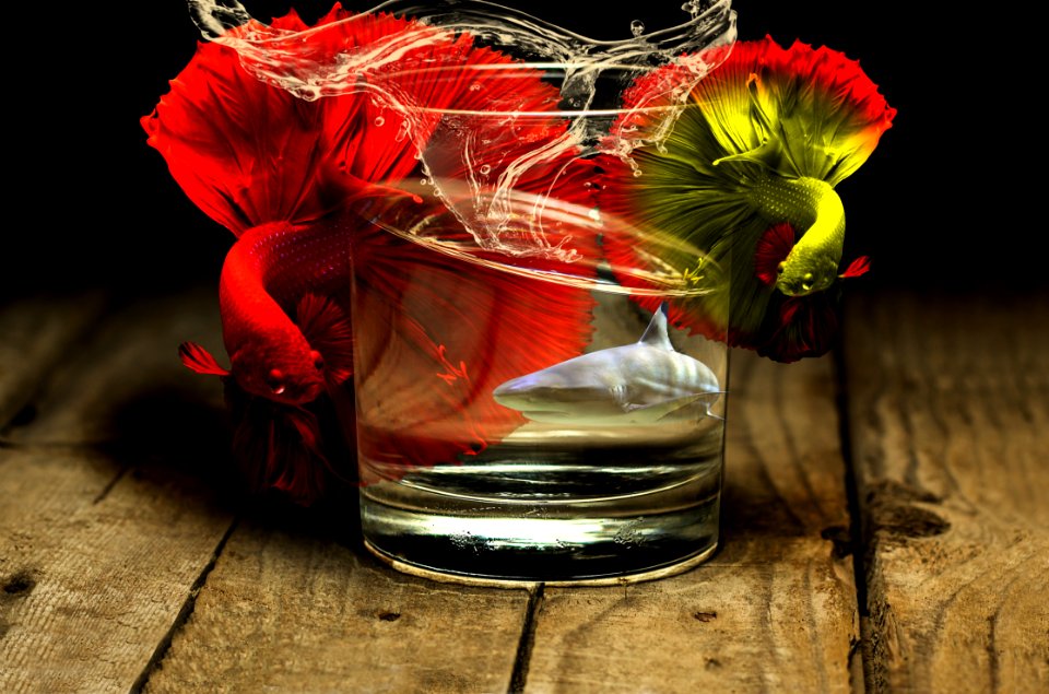 Red Flower Still Life Photography Drink photo