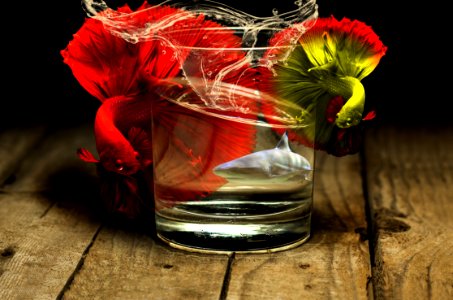 Red Flower Still Life Photography Drink photo