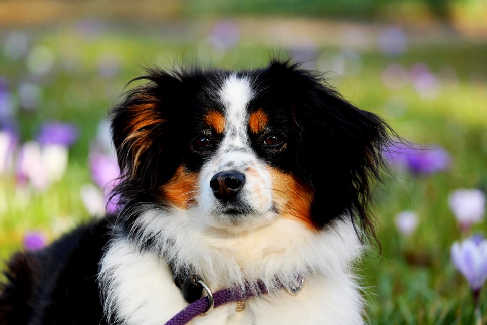Dog Dog Breed Dog Like Mammal Dog Breed Group