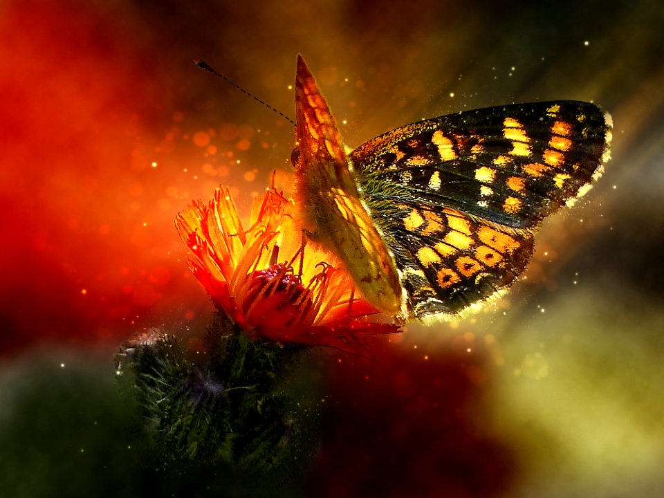 Butterfly Insect Moths And Butterflies Brush Footed Butterfly