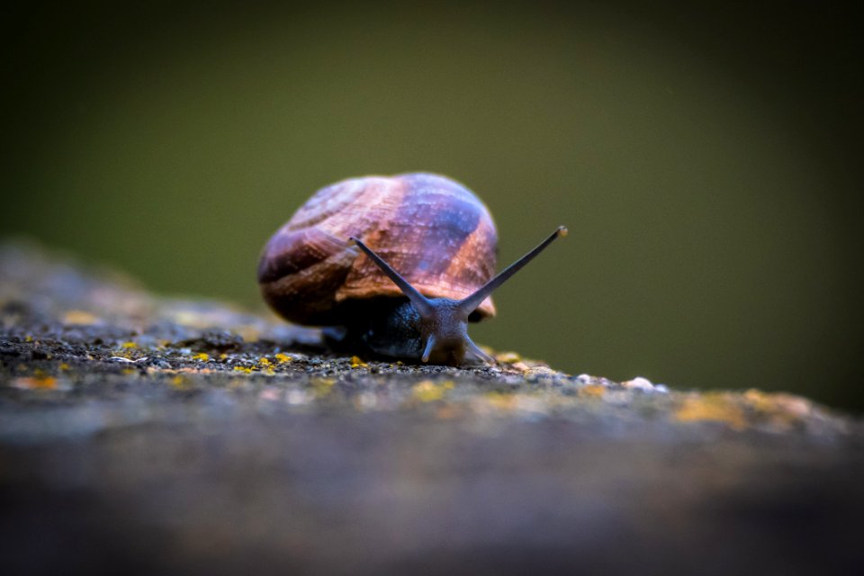 Snails And Slugs Snail Invertebrate Molluscs