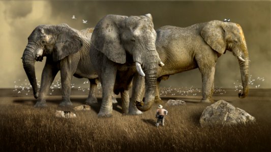 Elephant Elephants And Mammoths Terrestrial Animal Wildlife