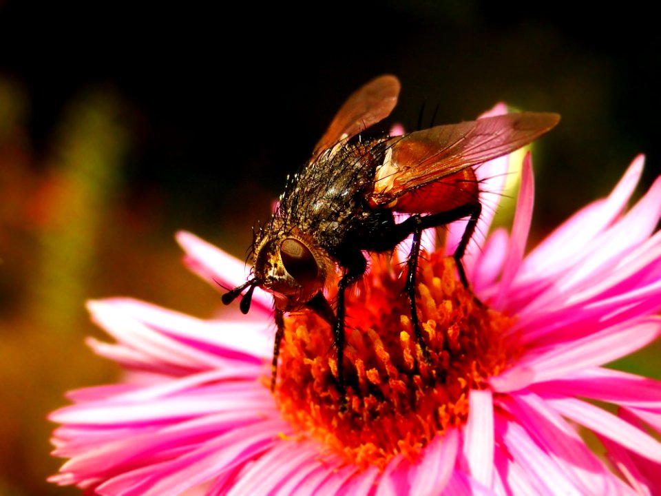 Honey Bee Bee Insect Flower