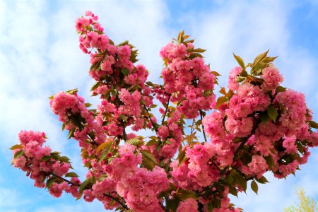 Pink Blossom Spring Flower photo