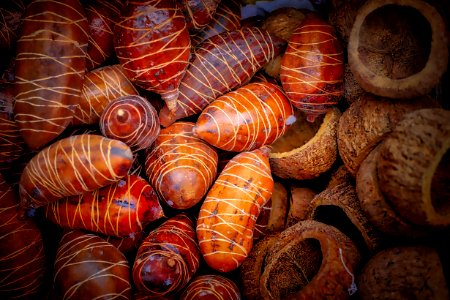 Conchology Seashell Close Up Organism