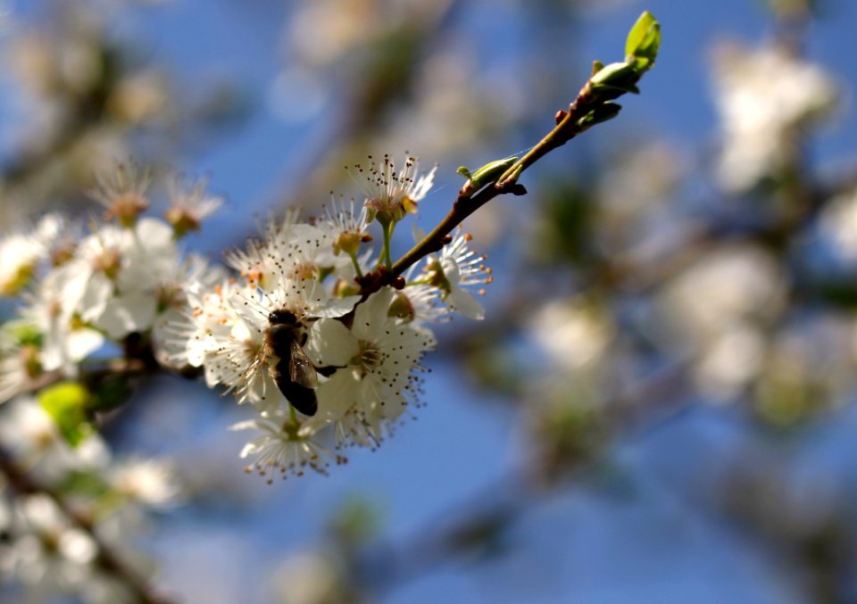 Branch Blossom Spring Flora