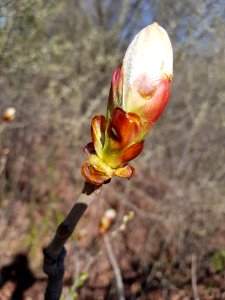 Plant Bud Flora Spring