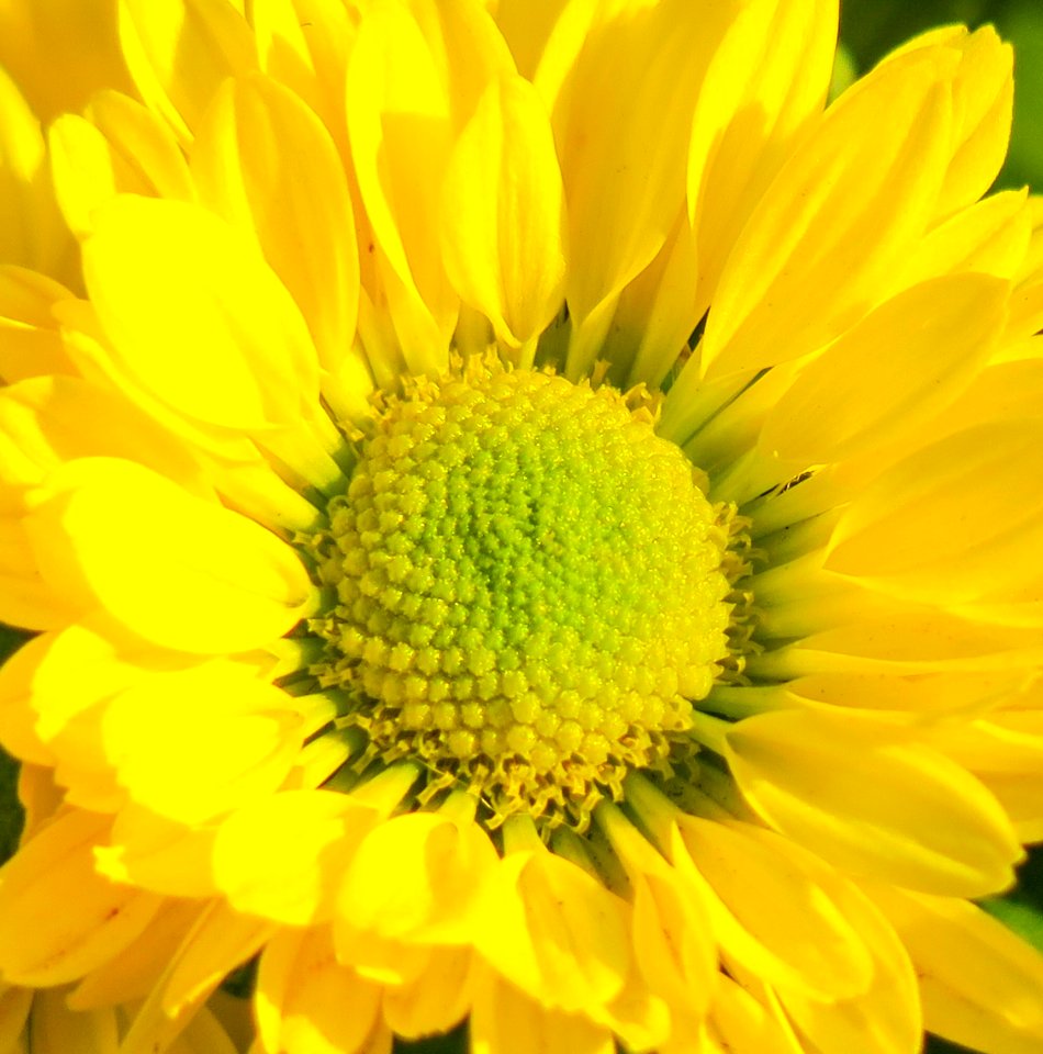 Flower Yellow Close Up Daisy Family