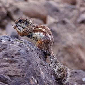 Mammal Squirrel Fauna Terrestrial Animal photo
