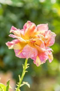 Flower Pink Rose Family Flora