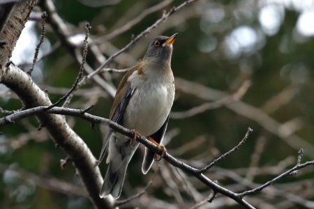 Bird Fauna Beak Branch