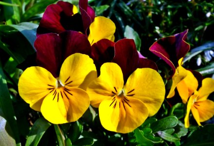 Flower Yellow Plant Flowering Plant