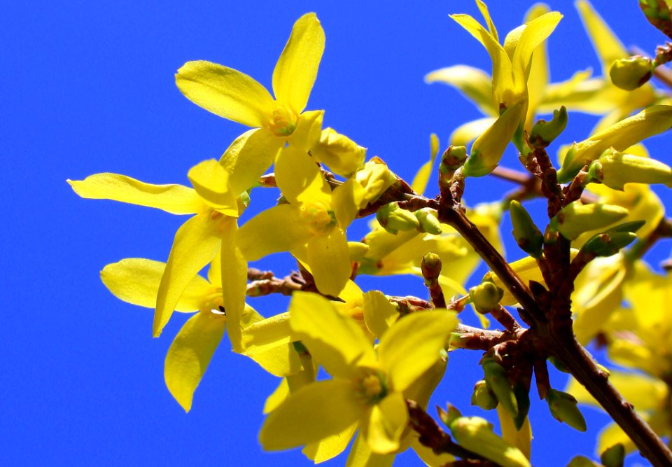 Flower Yellow Flora Plant