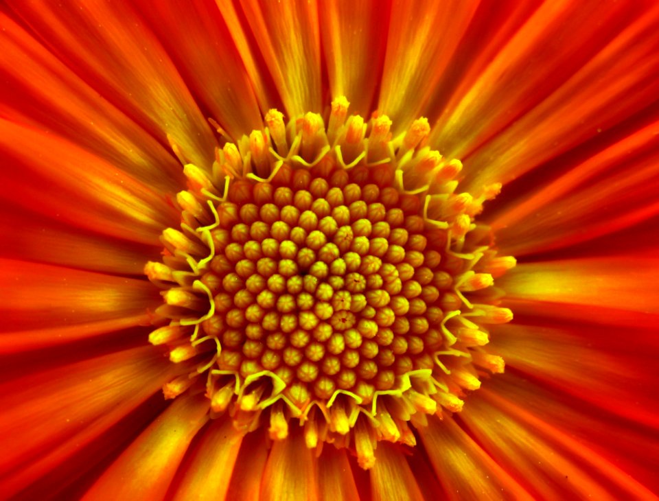 Flower Yellow Orange Close Up