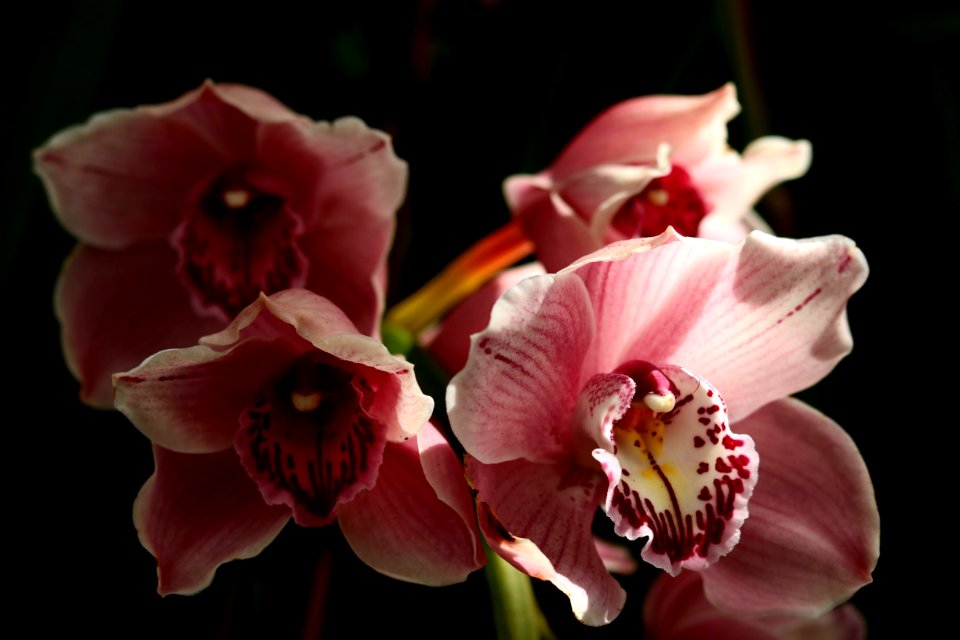 Flower Pink Flora Plant photo