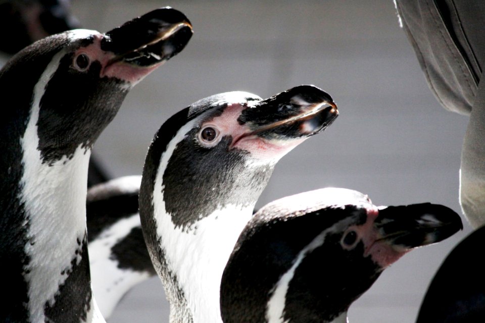 Penguin Beak Fauna Flightless Bird