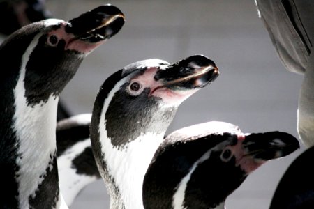 Penguin Beak Fauna Flightless Bird