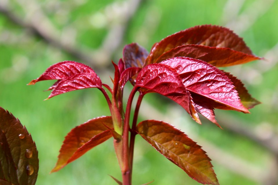 Leaf Plant Flora Vegetation