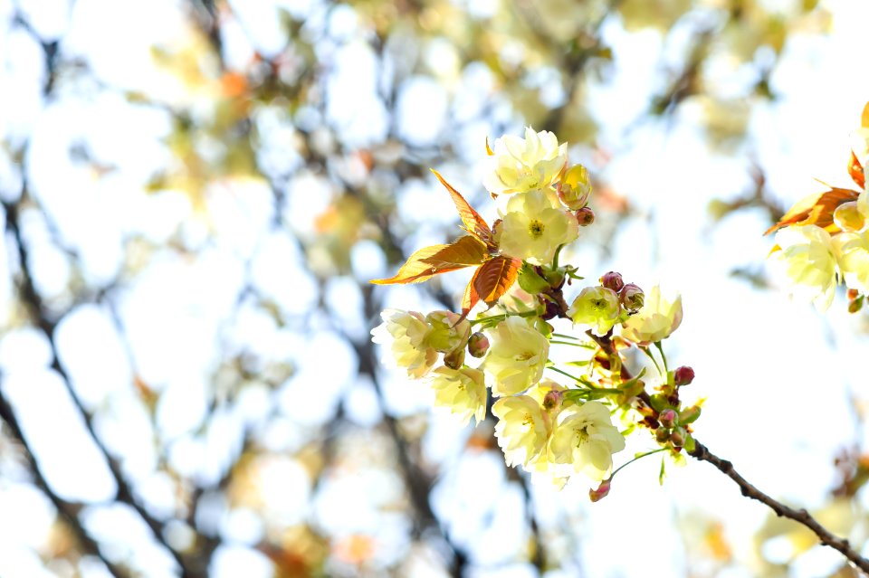 Blossom Branch Spring Flower