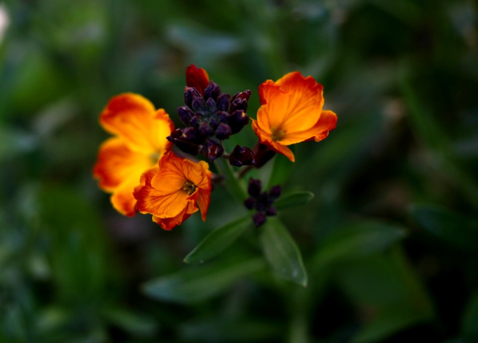 Flower Wildflower Flora Plant