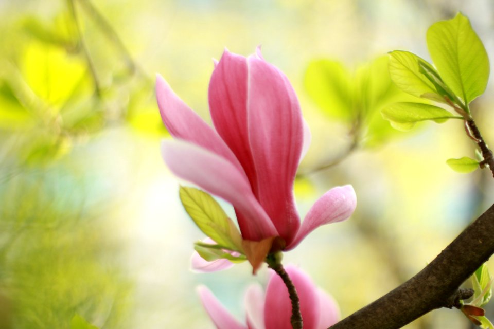 Flower Plant Flowering Plant Blossom