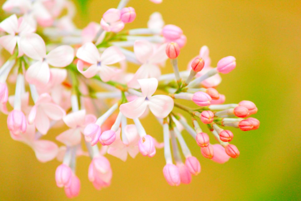 Flower Pink Blossom Spring