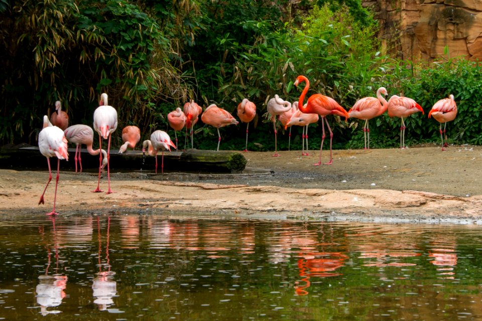 Flamingo Bird Water Bird Ciconiiformes