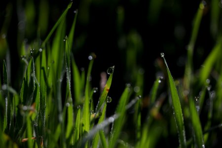 Water Dew Moisture Grass photo