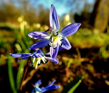 Flower Plant Flora Scilla